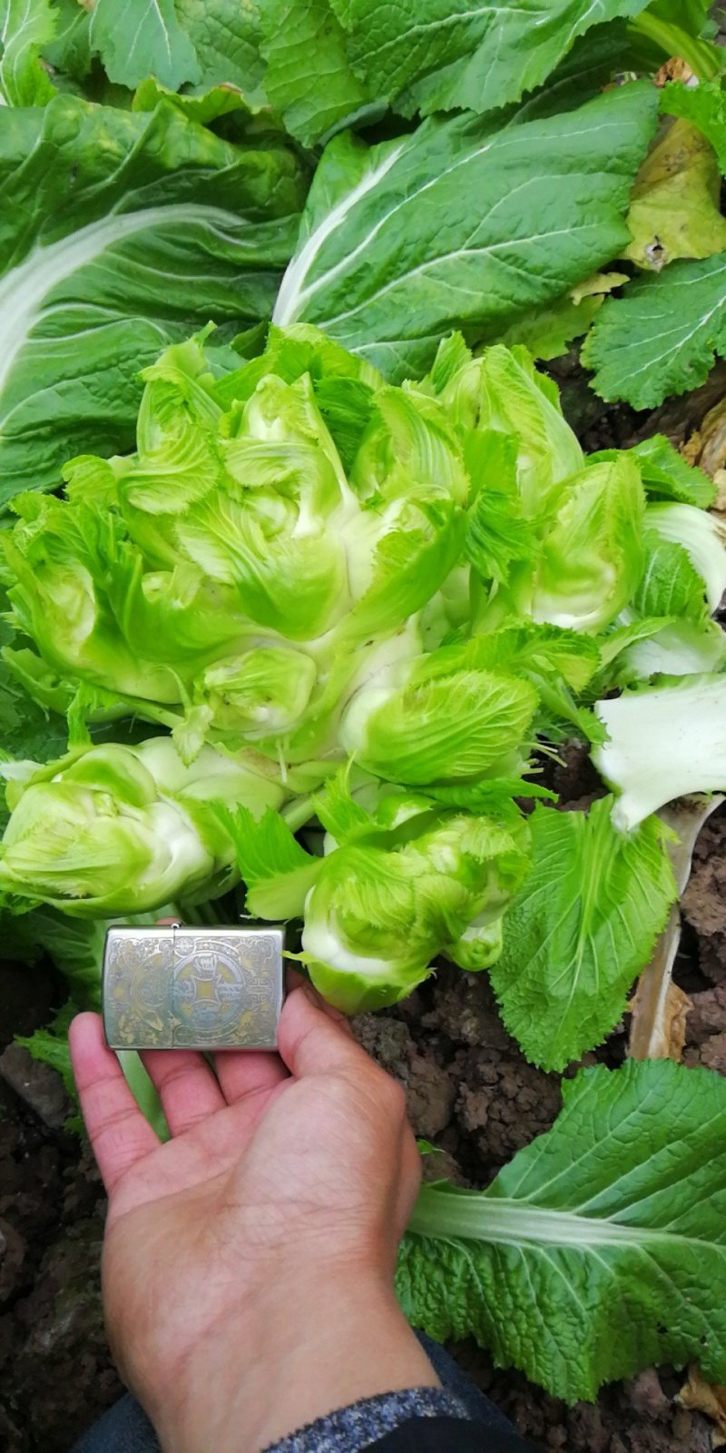 儿菜四川儿菜基地直供量大从优大小心都有