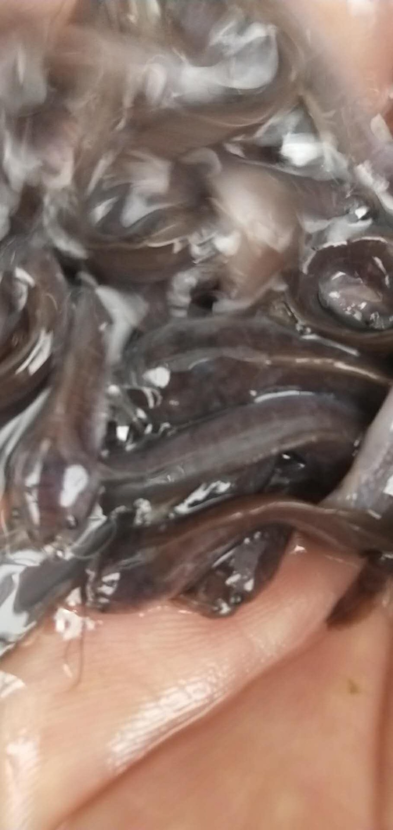 本地塘鲺/自孵水花/三黄杂交