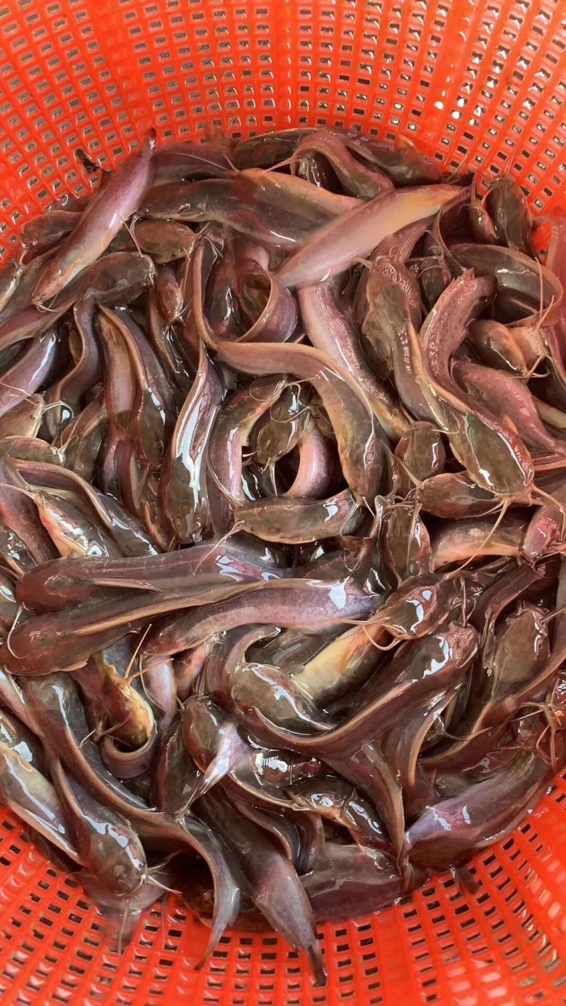 本地塘鲺/自孵水花/三黄杂交
