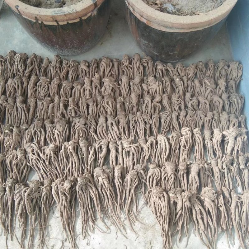 甘肃岷县原产地当归大量批发