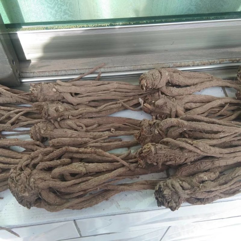 甘肃岷县原产地当归大量批发