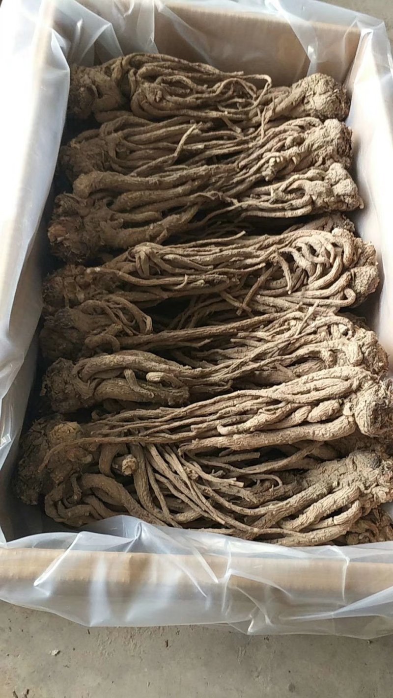 甘肃岷县原产地当归大量批发