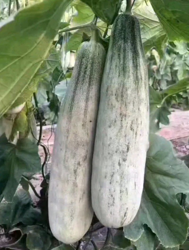 羊角蜜甜瓜脆甜可口，产地直销，货源充足