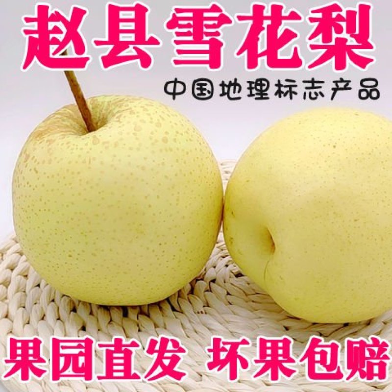 河北雪梨赵州雪花梨5斤10斤新鲜当季水果一件包邮