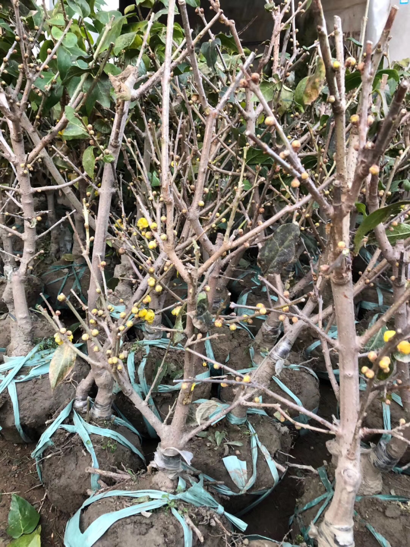 腊梅盆景红梅腊梅花绿梅素心腊梅树苗梅花腊梅苗
