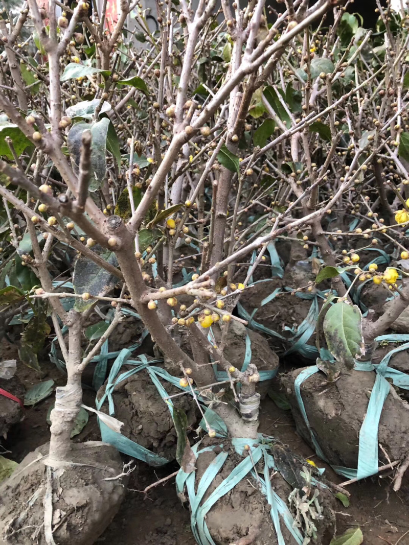 腊梅盆景红梅腊梅花绿梅素心腊梅树苗梅花腊梅苗