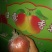 玉露香梨🍐口感脆甜可口汁多肉细嫩