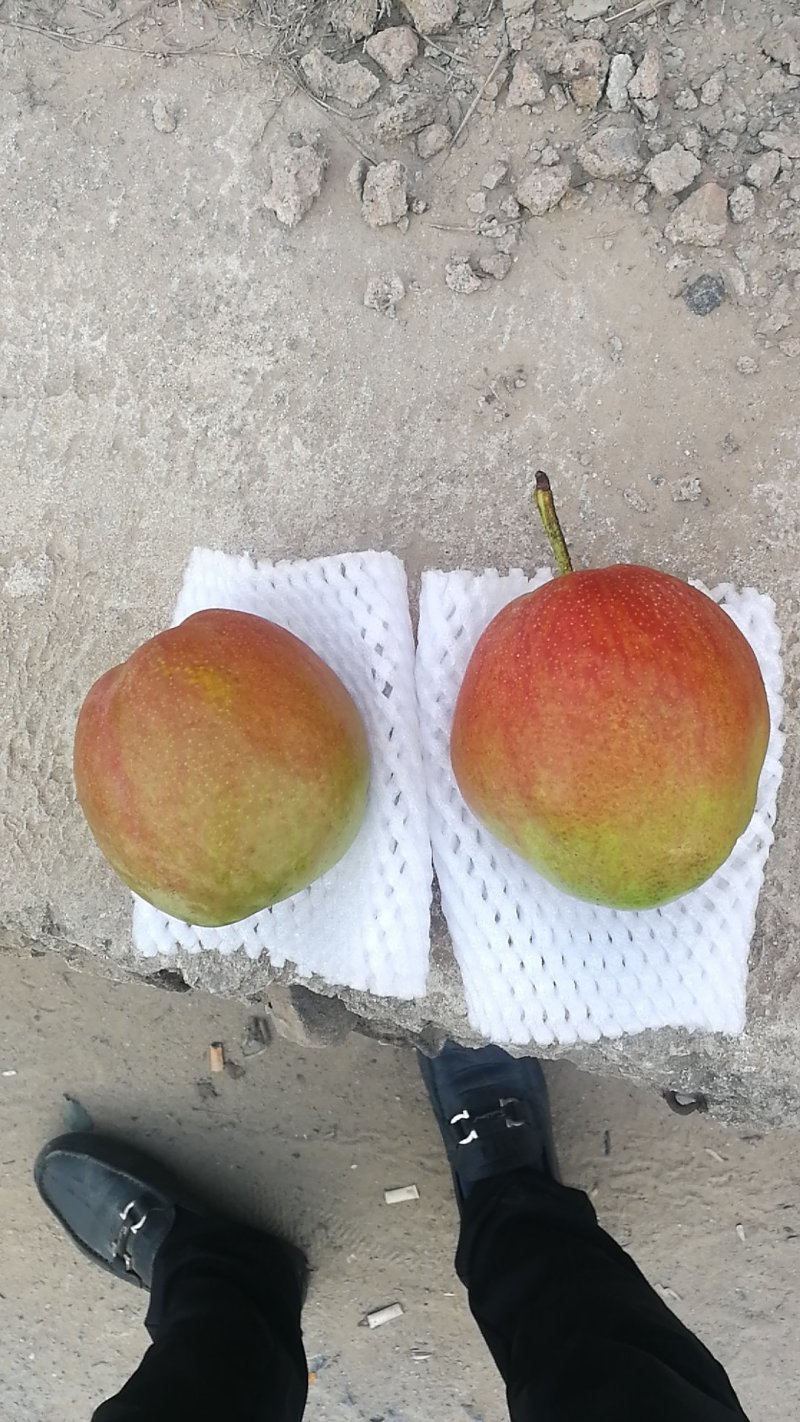 玉露香梨🍐口感脆甜可口汁多肉细嫩