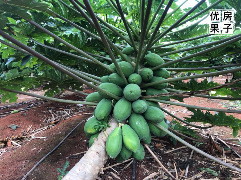 广东雷州木瓜5斤装现摘现发