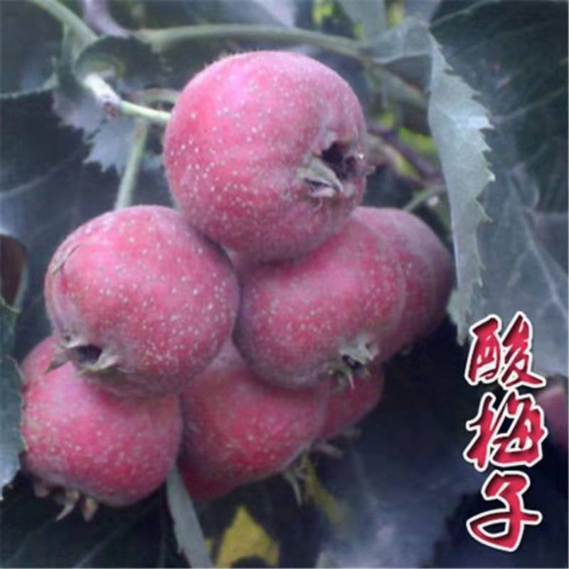 山楂树苗嫁接大金星甜红子棉球南方北方种植盆栽地栽当年结果