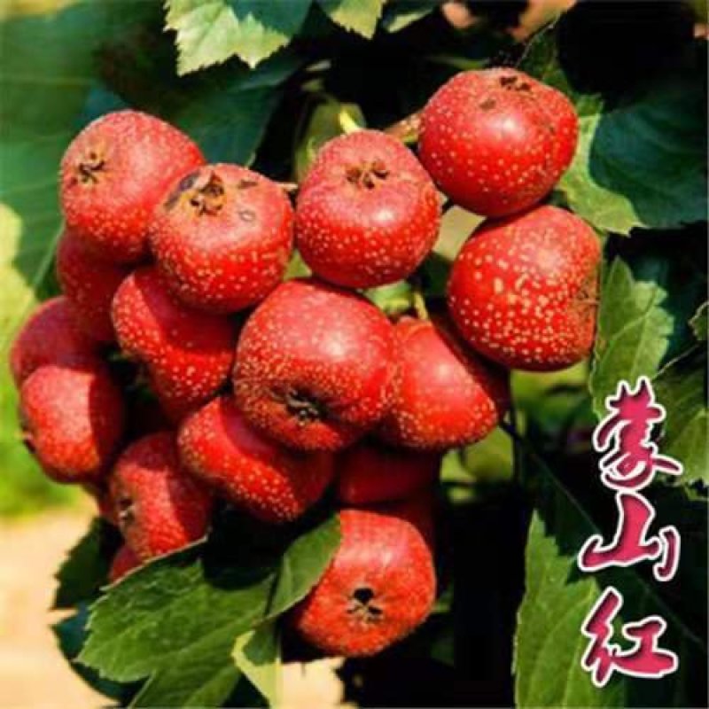 山楂树苗嫁接大金星甜红子棉球南方北方种植盆栽地栽当年结果