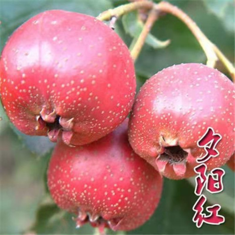 山楂树苗嫁接大金星甜红子棉球南方北方种植盆栽地栽当年结果