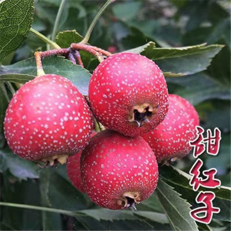 山楂树苗嫁接大金星甜红子棉球南方北方种植盆栽地栽当年结果