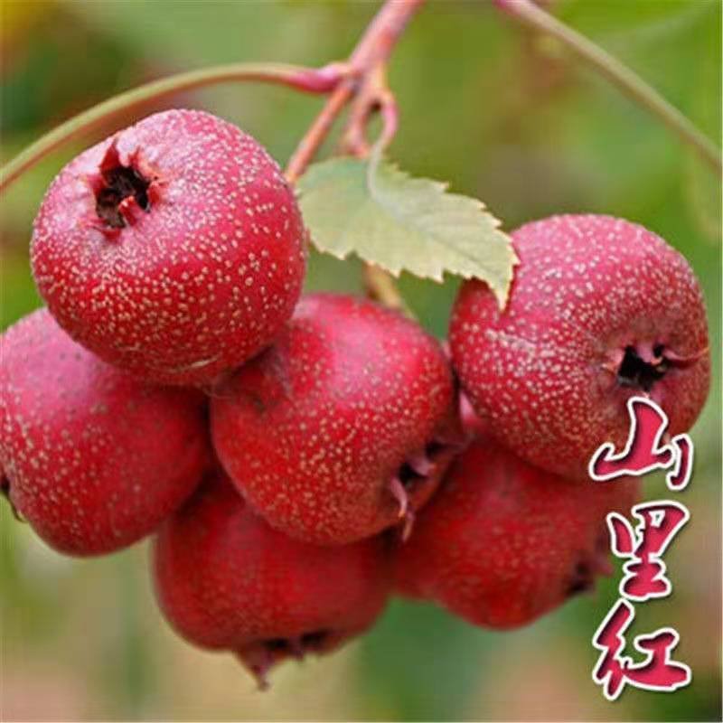 山楂树苗嫁接大金星甜红子棉球南方北方种植盆栽地栽当年结果