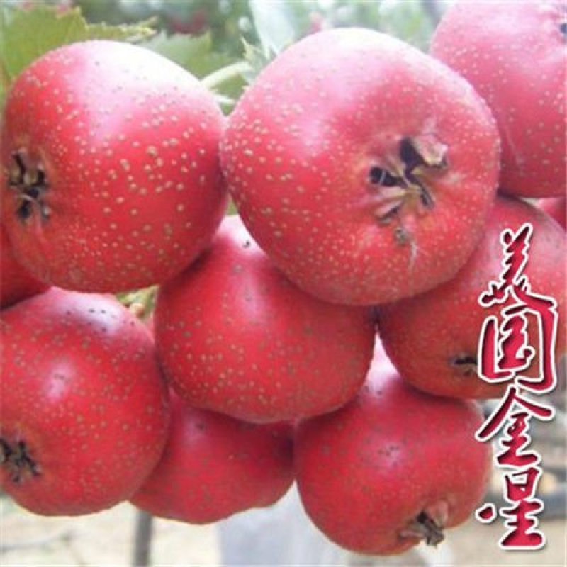 山楂树苗嫁接大金星甜红子棉球南方北方种植盆栽地栽当年结果