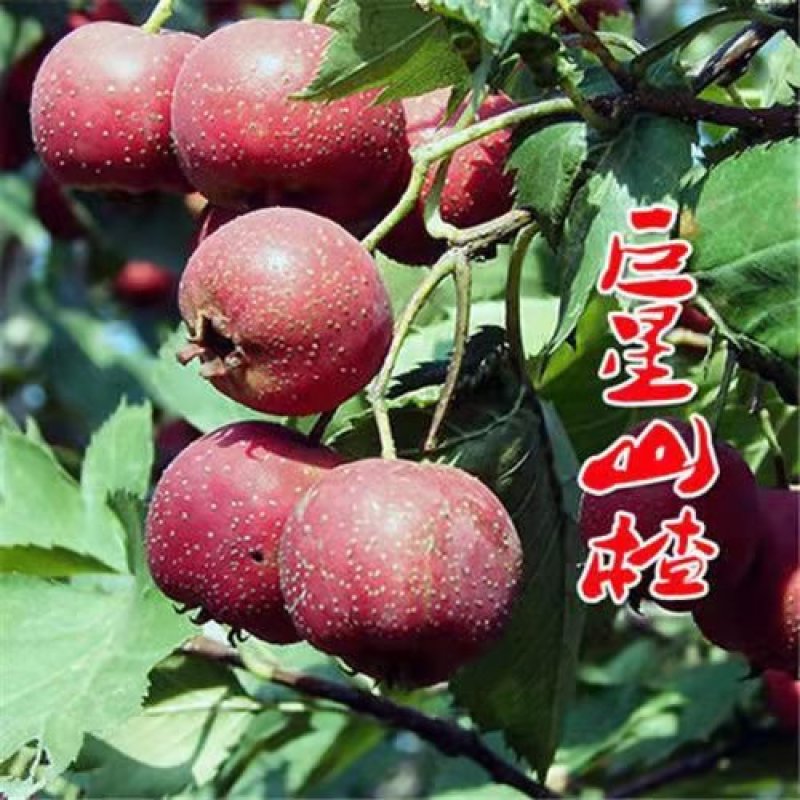 山楂树苗嫁接大金星甜红子棉球南方北方种植盆栽地栽当年结果
