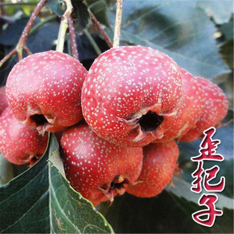 山楂树苗嫁接大金星甜红子棉球南方北方种植盆栽地栽当年结果