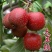 山楂树苗嫁接大金星甜红子棉球南方北方种植盆栽地栽当年结果
