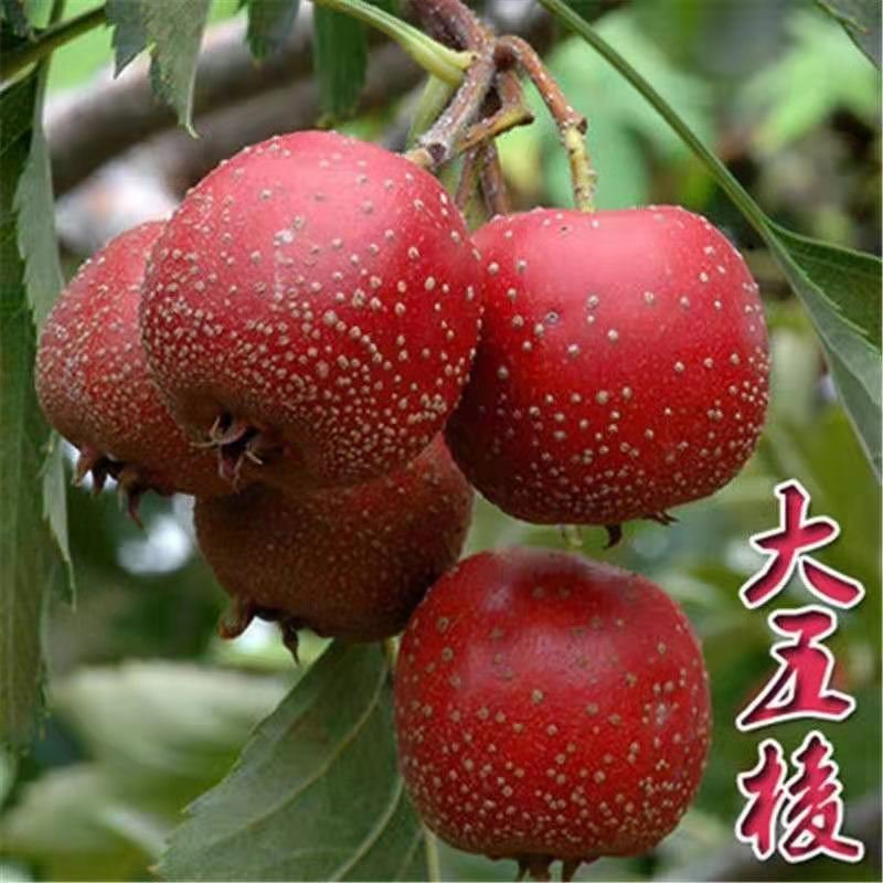 山楂树苗嫁接大金星甜红子棉球南方北方种植盆栽地栽当年结果