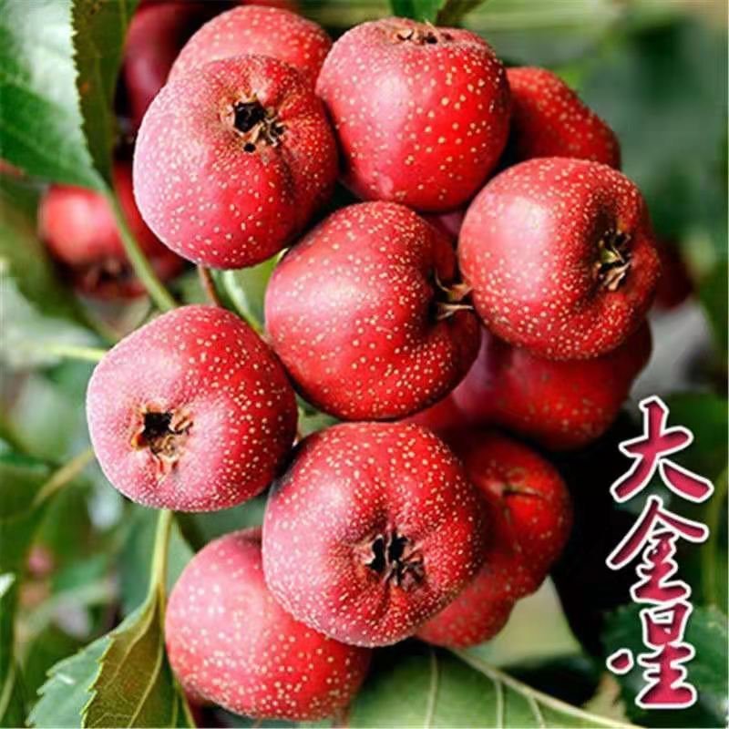 山楂树苗嫁接大金星甜红子棉球南方北方种植盆栽地栽当年结果
