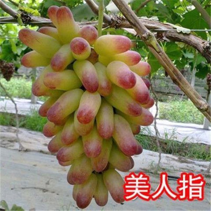 葡萄树苗蓝宝石葡萄苗南北方种植盆栽地栽葡萄苗当年结果苗