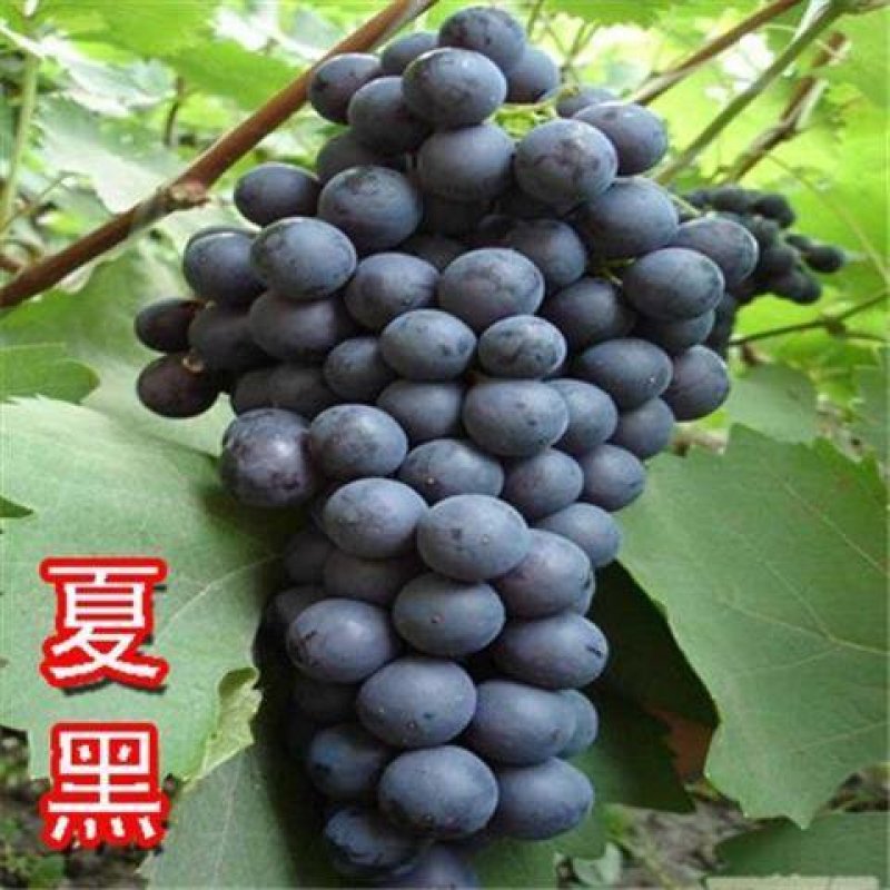 葡萄树苗蓝宝石葡萄苗南北方种植盆栽地栽葡萄苗当年结果苗