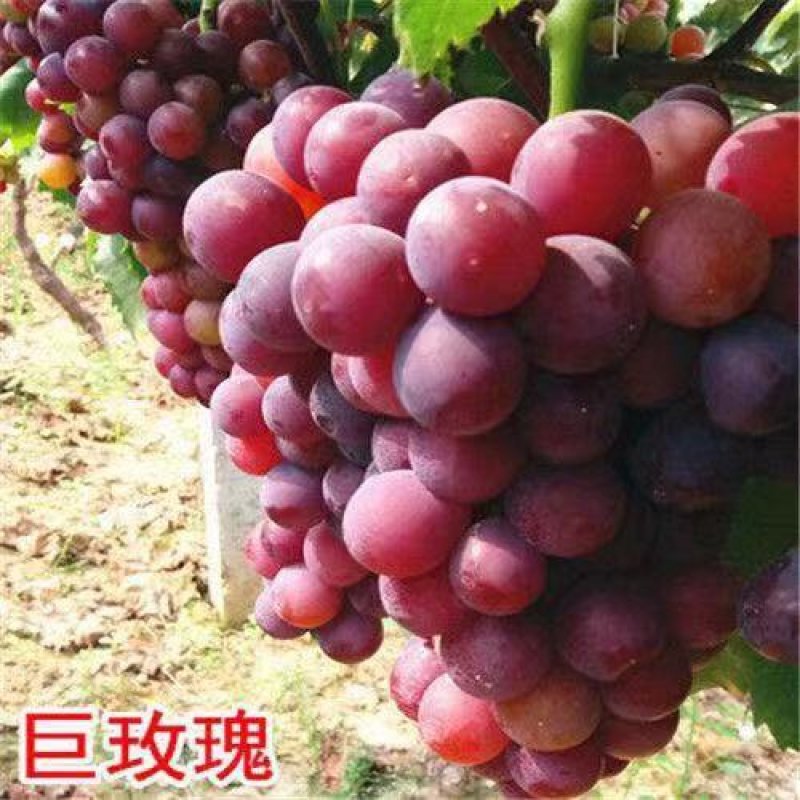 葡萄树苗蓝宝石葡萄苗南北方种植盆栽地栽葡萄苗当年结果苗