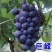 葡萄树苗蓝宝石葡萄苗南北方种植盆栽地栽葡萄苗当年结果苗