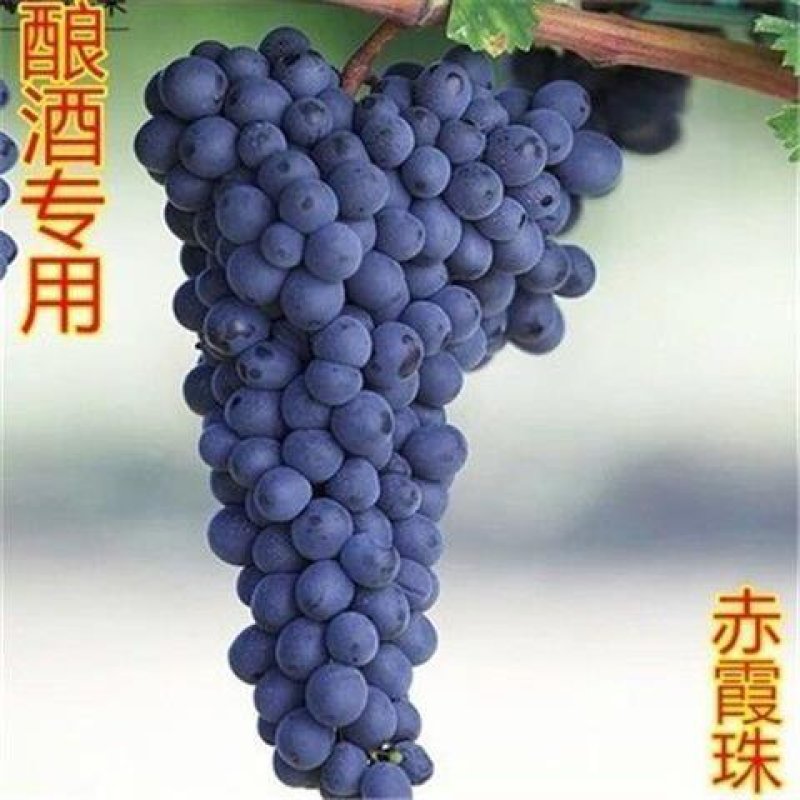 葡萄树苗蓝宝石葡萄苗南北方种植盆栽地栽葡萄苗当年结果苗