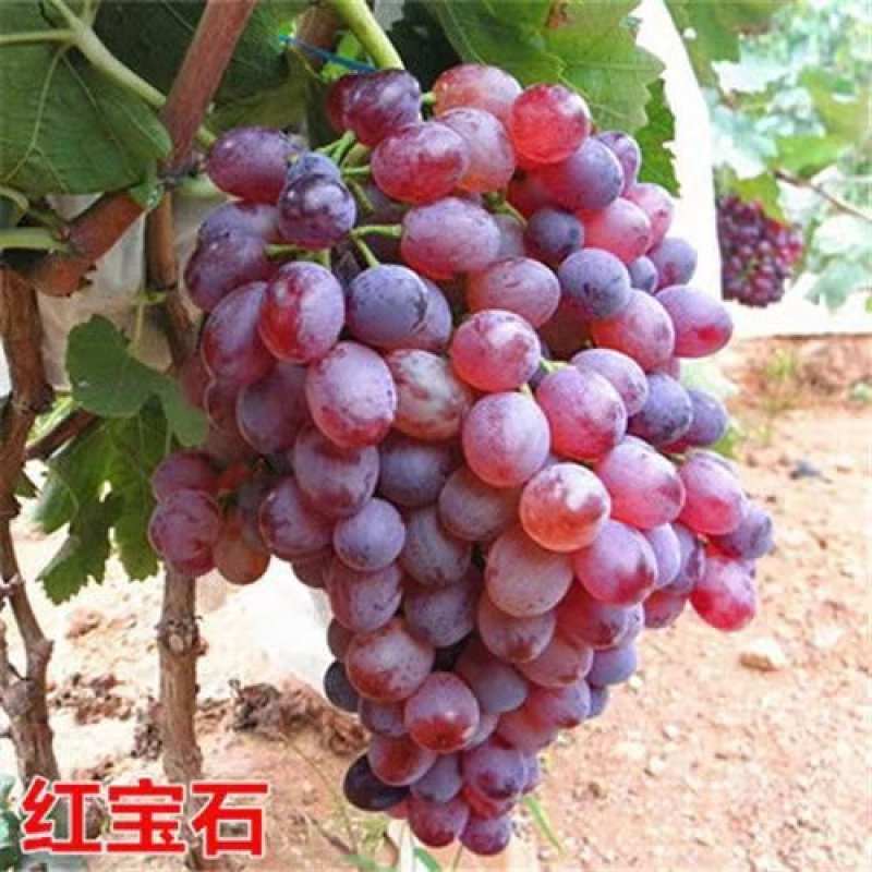 葡萄树苗蓝宝石葡萄苗南北方种植盆栽地栽葡萄苗当年结果苗