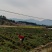 一年安福陈山红心杉树苗，造林绿化，大量供货