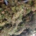 一年安福陈山红心杉树苗，造林绿化，大量供货