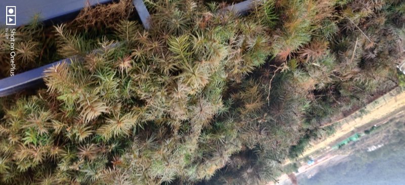 一年安福陈山红心杉树苗，造林绿化，大量供货