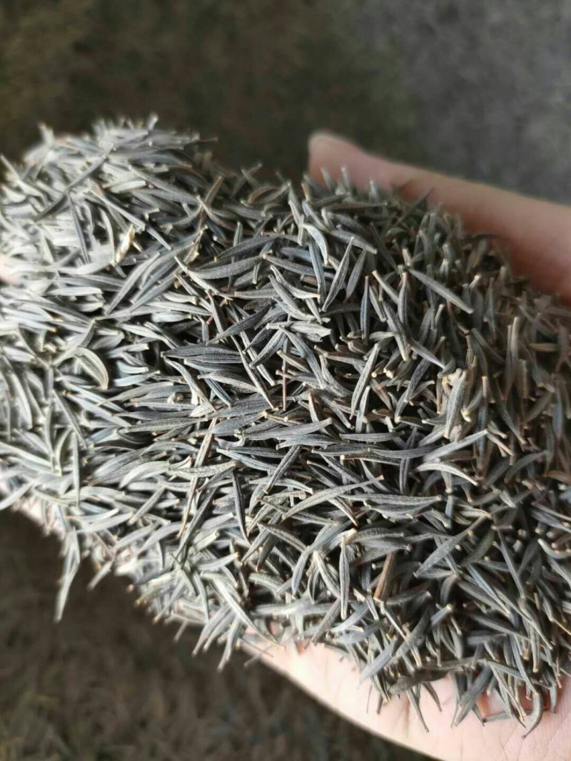波斯菊花种子格桑花种子混色野花组合种子庭院景观花种子包邮