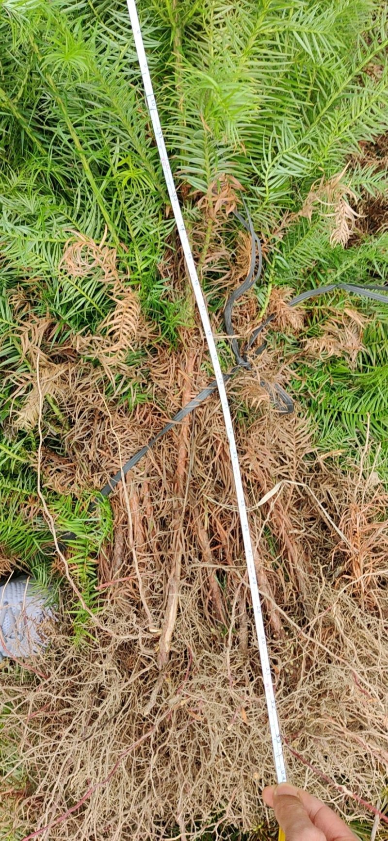 一年安福陈山红心杉树苗，造林绿化，大量供货