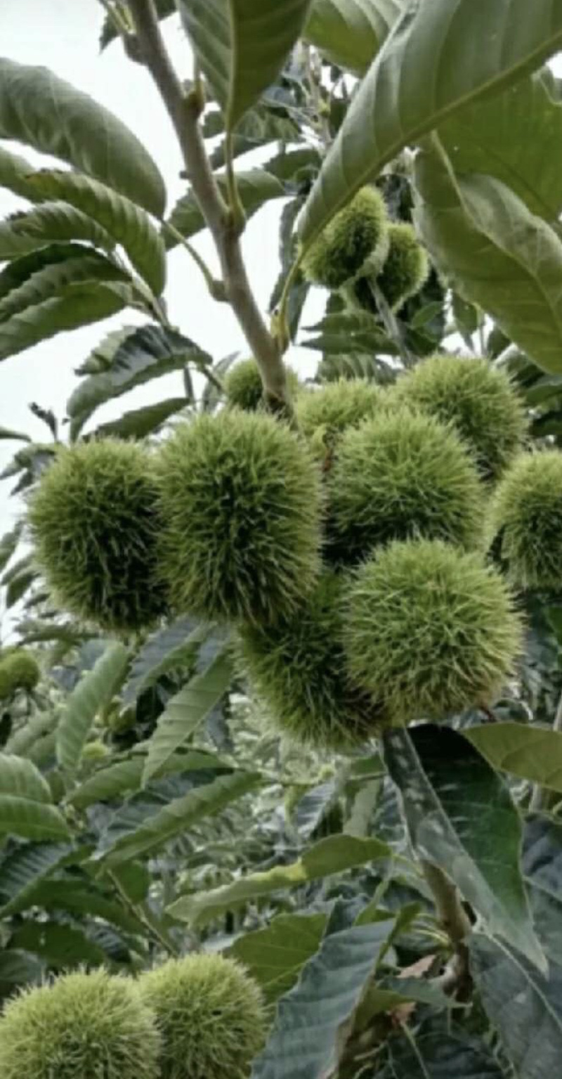 嫁接板栗树苗，果实饱满，高产量，更优质