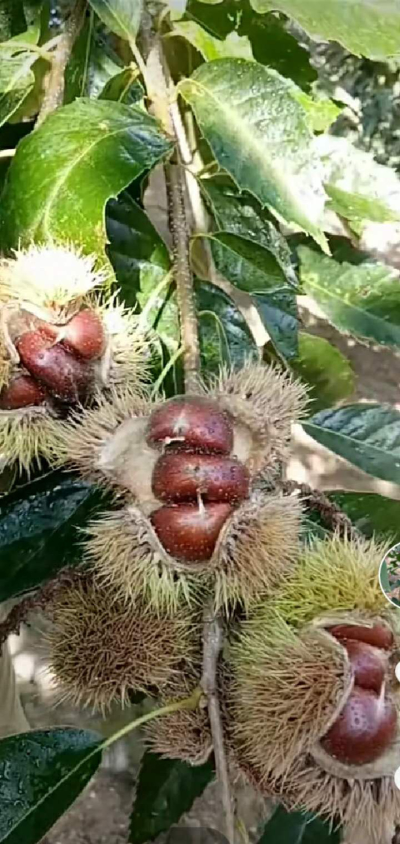 嫁接板栗树苗，果实饱满，高产量，更优质