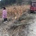 嫁接板栗树苗，果实饱满，高产量，更优质