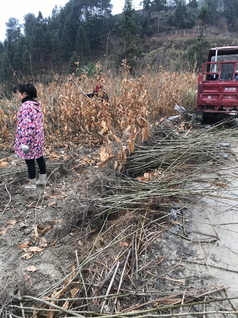 嫁接板栗树苗，果实饱满，高产量，更优质