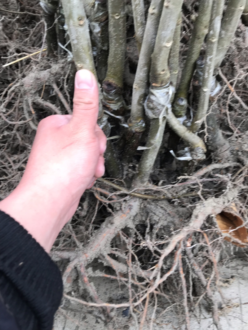 嫁接板栗树苗，果实饱满，高产量，更优质