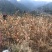 嫁接板栗树苗，果实饱满，高产量，更优质