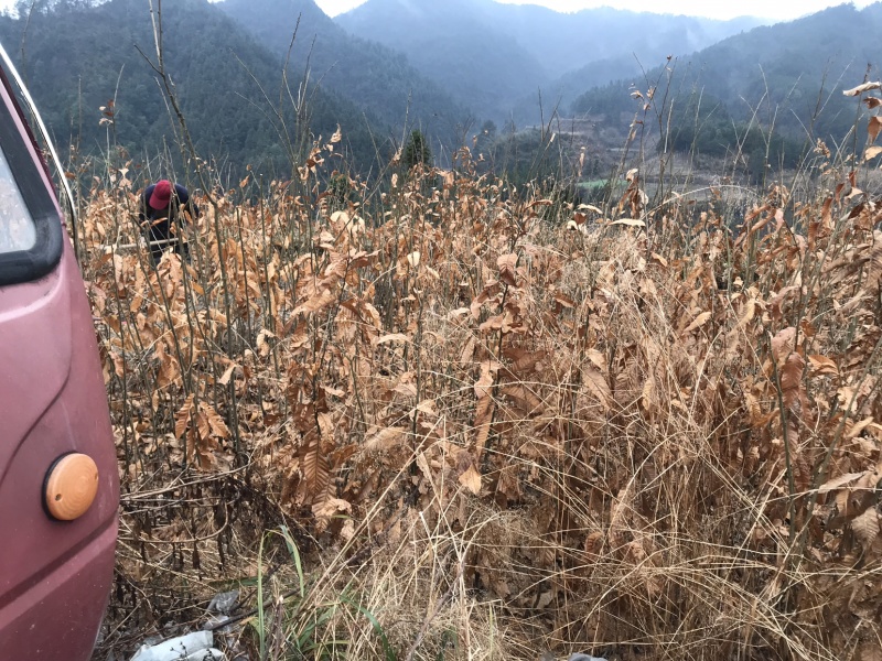 嫁接板栗树苗，果实饱满，高产量，更优质