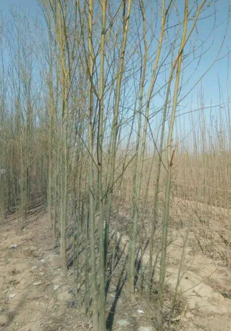 柳树苗，3-5公分竹柳大量供应，金蝉养殖