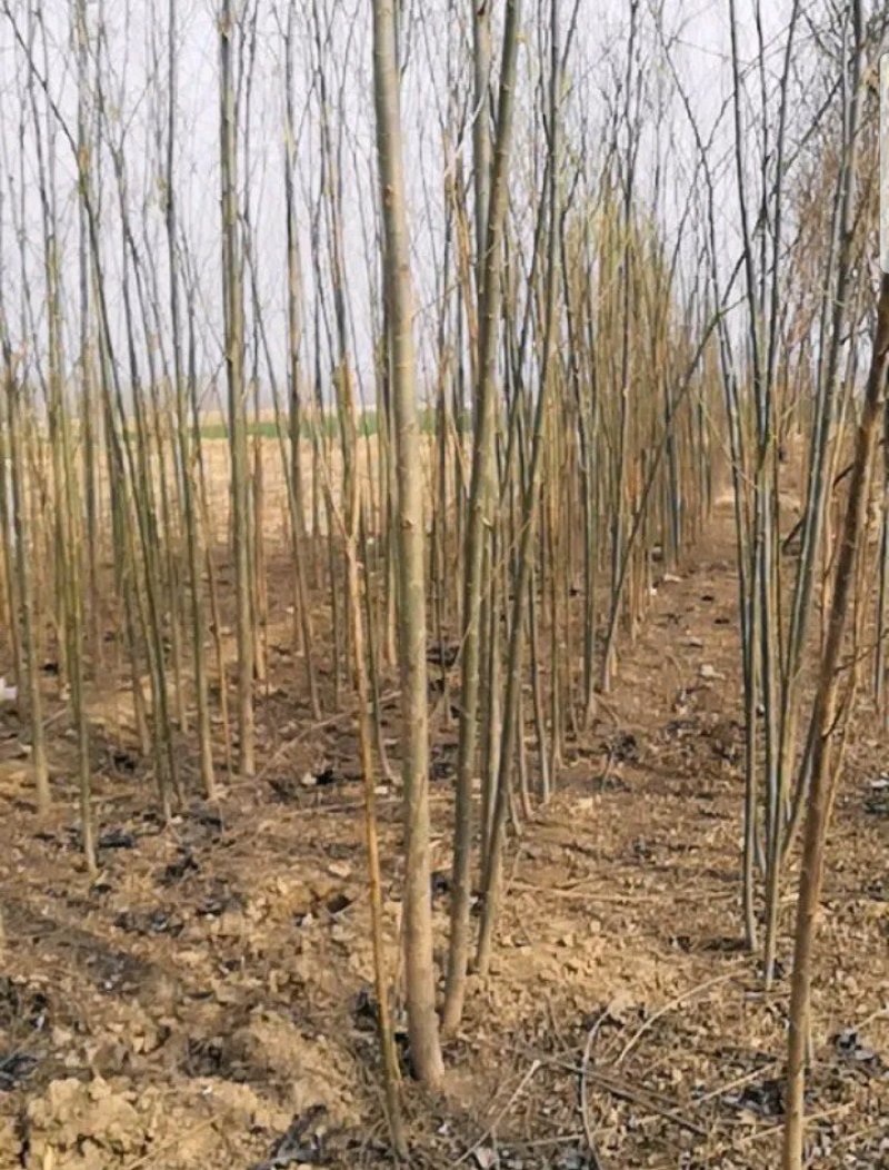 柳树苗，3-5公分竹柳大量供应，金蝉养殖