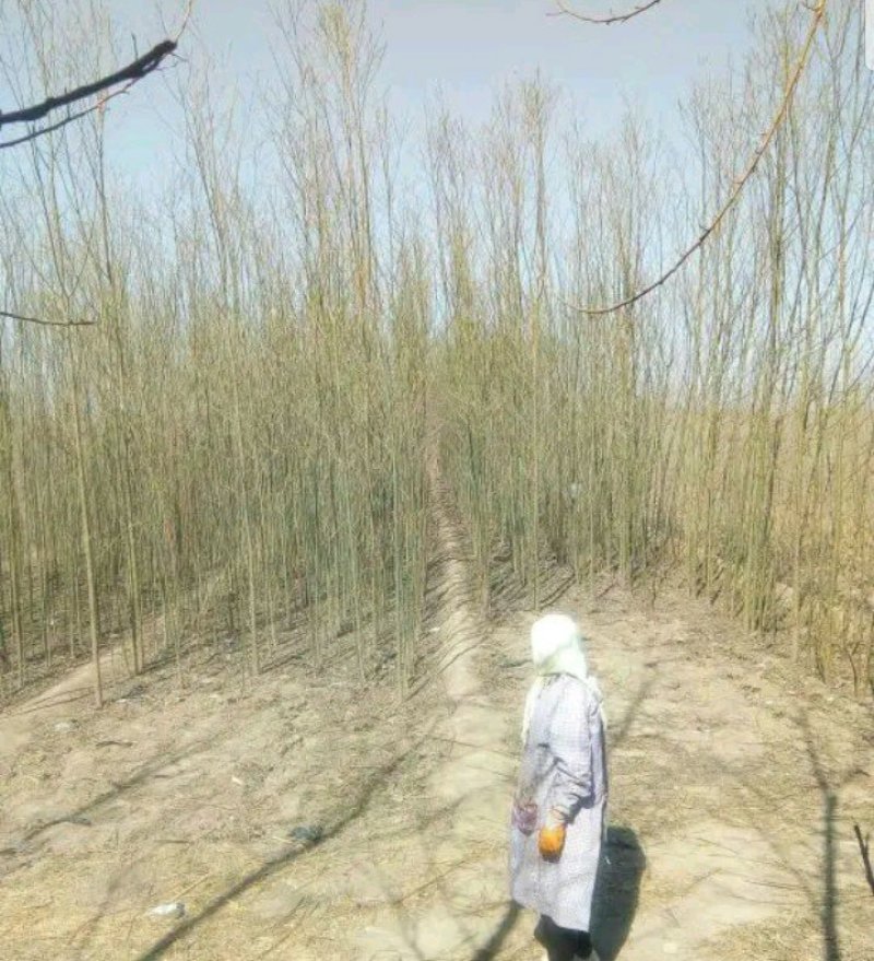 柳树苗，3-5公分竹柳大量供应，金蝉养殖
