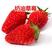 奶油草莓苗四季结果草莓苗盆栽地栽阳台南北方种植当年结果甜