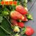 奶油草莓苗四季结果草莓苗盆栽地栽阳台南北方种植当年结果甜