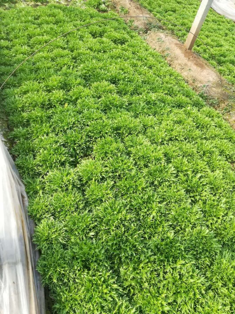 精品黄心菊花苦菊