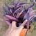 紫萝兰原土原土原盆发货常年绿化