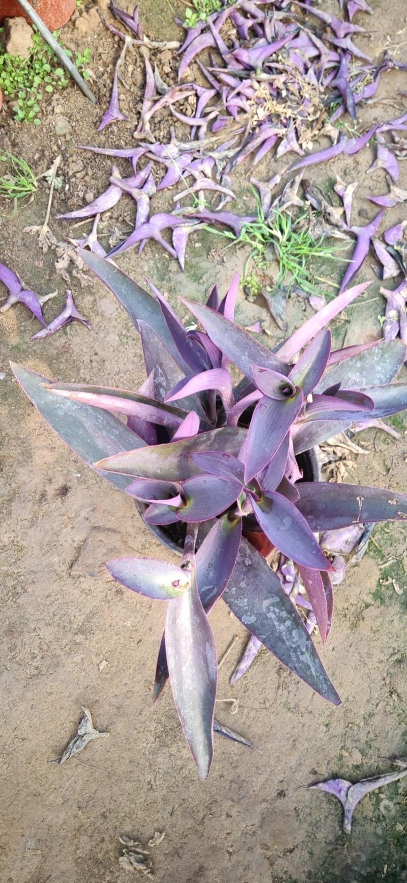 紫萝兰原土原土原盆发货常年绿化
